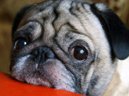 Anabul tak Suka Sama Kamu? Ini 4 Tandanya