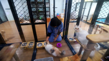 Menilik Miru Pet Hotel Jasa Penitipan Kucing Peliharaan yang Banjir Pesanan saat Mudik Lebaran 2025