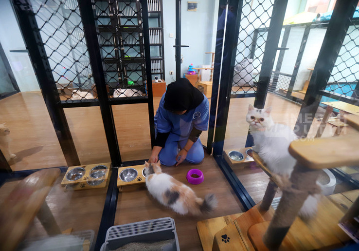 DKI Jakarta Targetkan 22 Ribu Sterilisasi Kucing 2025, Strategi Jitu Kendalikan Populasi Hewan Liar