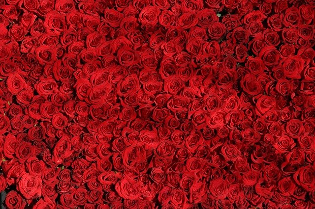 Mawar merah melambangkan keromantisan. (Foto pixabay/DrCarl)