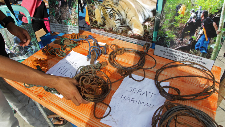 Peringatkan Bahaya Kepunahan Harimau, Relawan Pamerkan Beragam Jerat