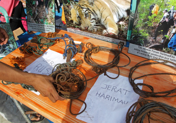 Peringatkan Bahaya Kepunahan Harimau, Relawan Pamerkan Beragam Jerat  