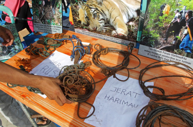 Peringatkan Bahaya Kepunahan Harimau, Relawan Pamerkan Beragam Jerat  