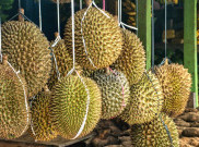 Kedutaan Malaysia Mencoba Menggunakan Durian untuk Diplomasi di Korea Selatan, Langkah Kontroversial Penuh Potensi