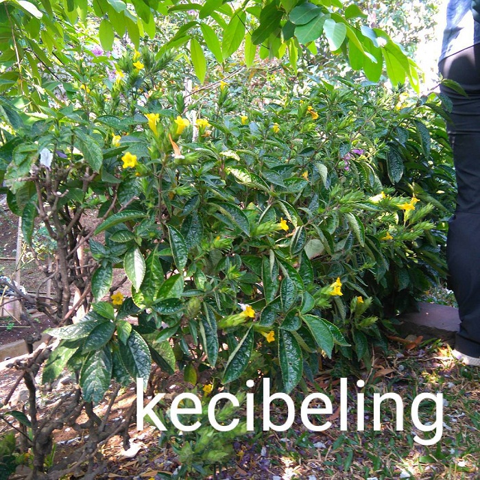 Kecibeling. (Instagram/reddateaddict)