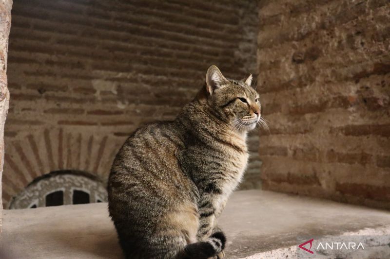 Sisi Gelap Fenomena Viral Selebcat, Pencinta Bulu Dituntut Bijak Jangan Asal Elus!