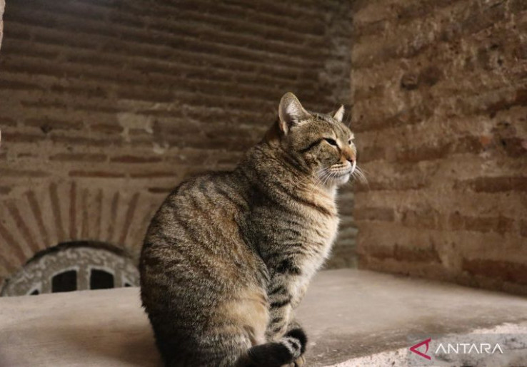 Sisi Gelap Fenomena Viral Selebcat, Pencinta Bulu Dituntut Bijak Jangan Asal Elus!