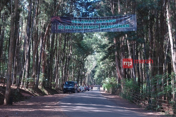 Hutan Pinus Dlingo