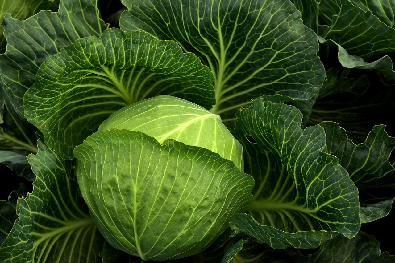 Konsumsilah sayuran hijau (Foto: Pixabay/ulleo)