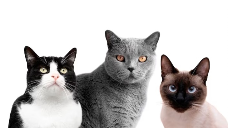 Mengenal Sindrom Feline Hyperesthesia pada Kucing