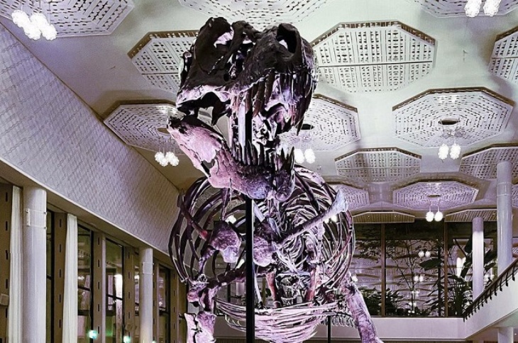 Kerangka T-rex Laku Dilelang Seharga Rp 79 Miliar