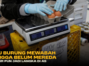 Flu Burung Mewabah hingga belum Mereda, Telur pun jadi Langka di AS