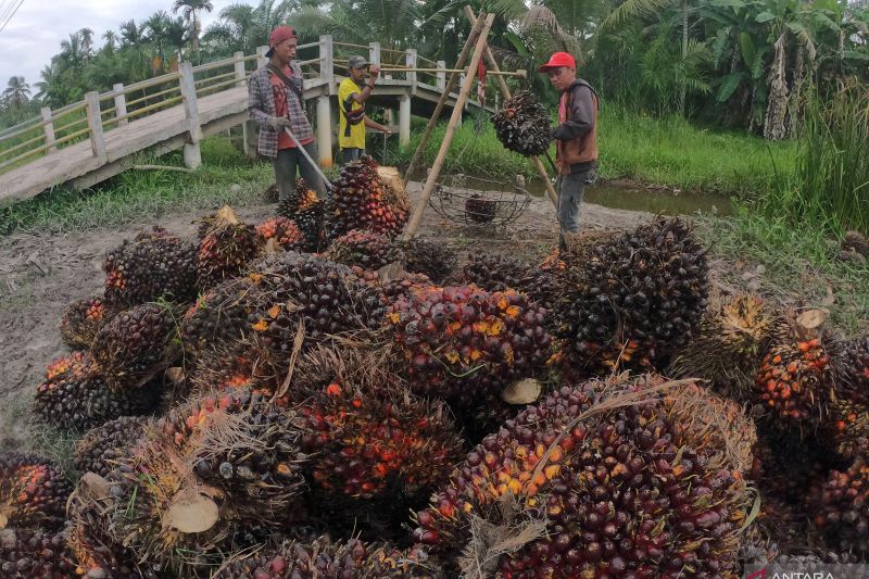 Sawit. (Foto: Antara)