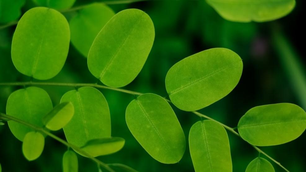 Cara Kreatif Mengolah Daun Kelor