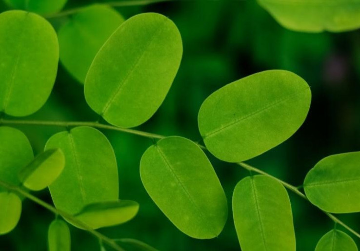Cara Kreatif Mengolah Daun Kelor