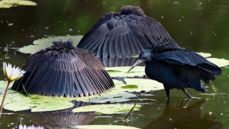 Burung Pintar Ini Berburu Ikan dengan Berkamuflase Menjadi Payung