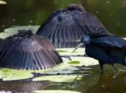 Burung Pintar Ini Berburu Ikan dengan Berkamuflase Menjadi Payung