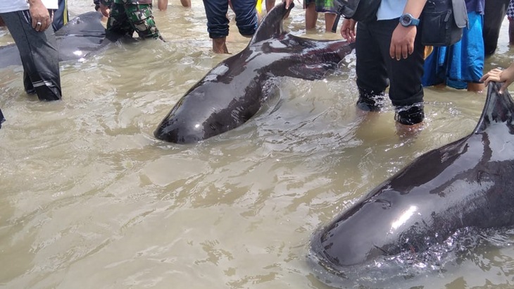 49 Paus Ditemukan Mati di Pantai Modung Madura 