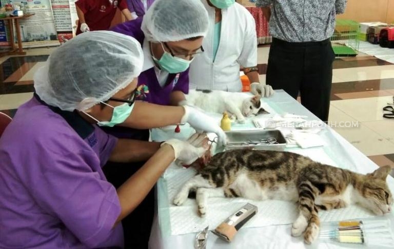 Demi Status Bebas Rabies, 132 Kucing di Jaktim Dikebiri