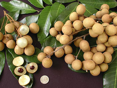 buah kelengken