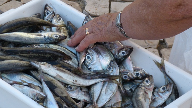 Heboh! Sebuah Toko Jual Ikan Bermata Palsu Demi Menarik Pembeli