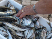 Heboh! Sebuah Toko Jual Ikan Bermata Palsu Demi Menarik Pembeli