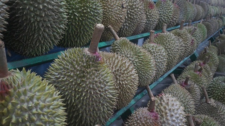 Penjualan Durian Tanpa Isi Bikin Heboh di Masjid Cheng Hoo Pasuruan