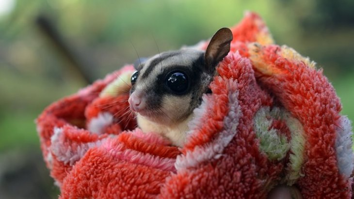 sugar glider
