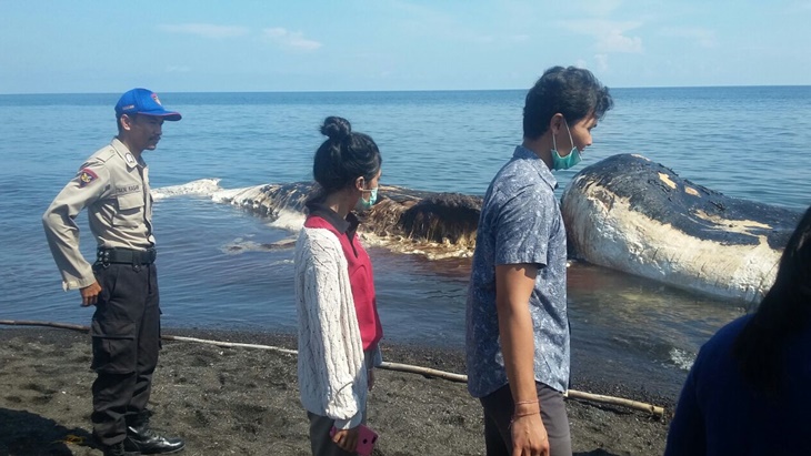 Paus Sperma Mati Terdampar di Pantai Buleleng Bali