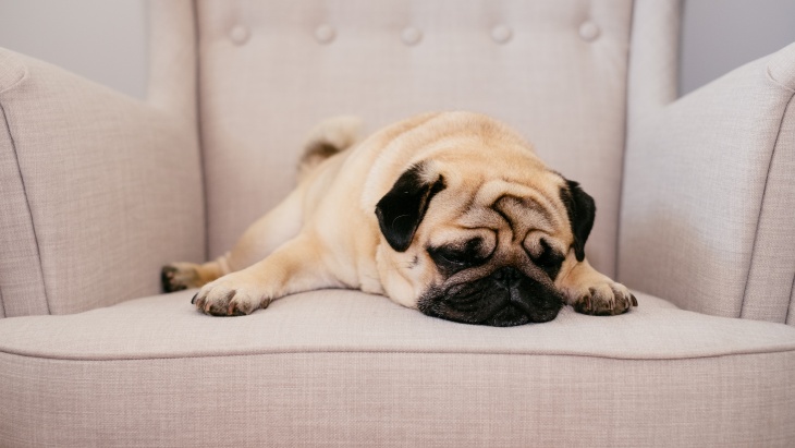 Mengetahui Karakter Anjing dari Gaya Tidurnya