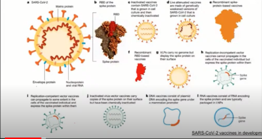 Virus Corona. (Foto: WHO)