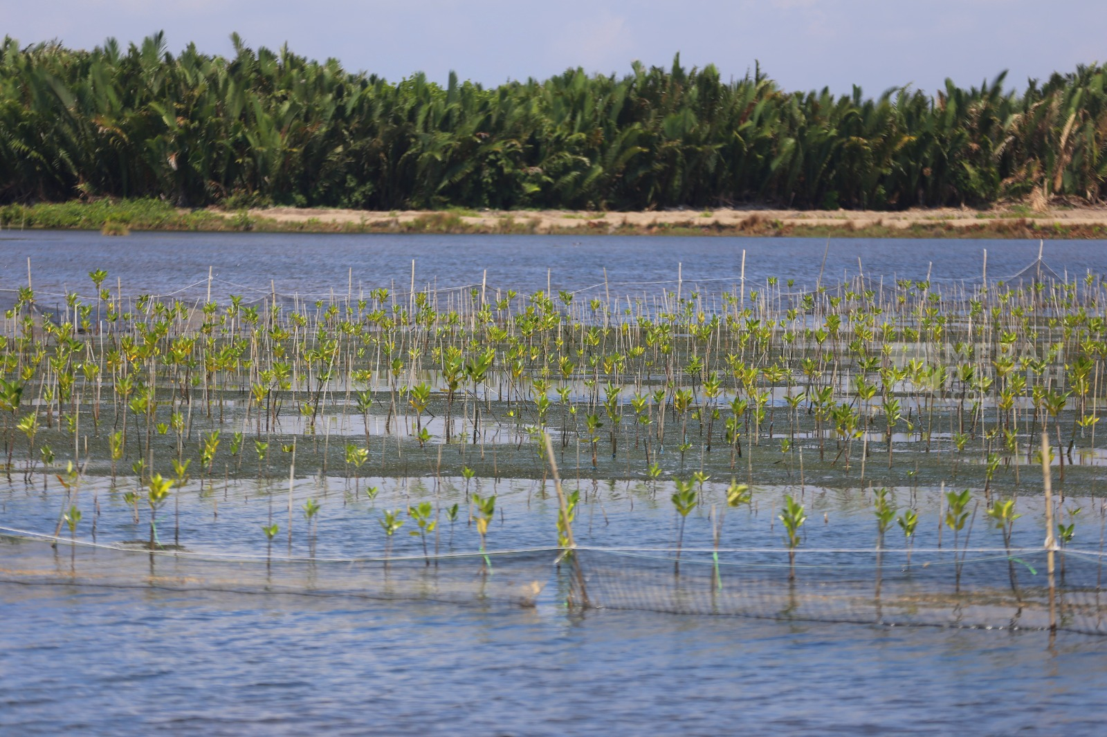 Program M4CR Pulihkan Ekosistem Mangrove di Desa Sepatin, Kutai Kartanegara Kaltim