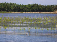 Program M4CR Pulihkan Ekosistem Mangrove di Desa Sepatin, Kutai Kartanegara Kaltim
