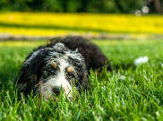 Rumput, Tempat Favorit Anjing Berguling-guling