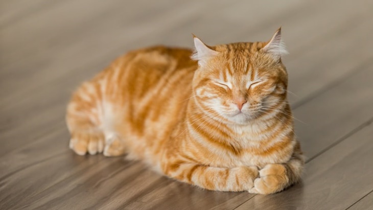 kucing