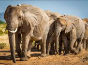 Jaga Hubungan Manusia-Satwa Liar, Kenya Pindahkan Gajah