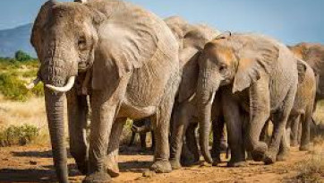 Rutsan Gajah Disembelih untuk Atasi Kelaparan di Zimbabwe