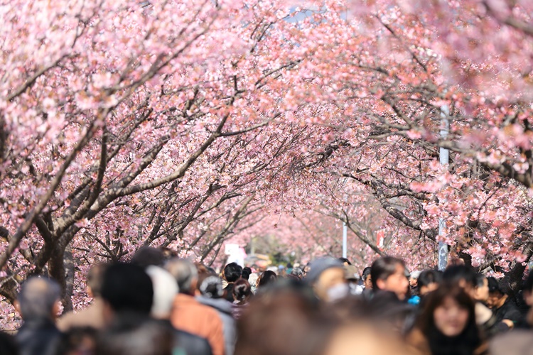 Hemat Anggaran, Liburan Murah Meriah di Tokyo Jepang