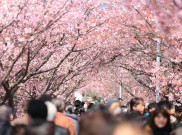 Hemat Anggaran, Liburan Murah Meriah di Tokyo Jepang