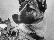 3 November Memperingati Hari Apa? Duka Laika, Sang Anjing Luar Angkasa