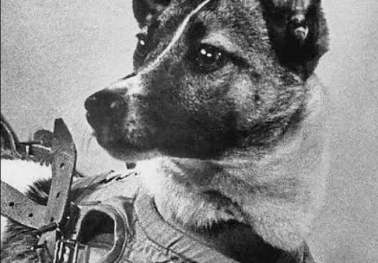 3 November Memperingati Hari Apa? Duka Laika, Sang Anjing Luar Angkasa