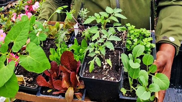 Tren Berkebun Kian Populer Ditengah Pandemi COVID-19 