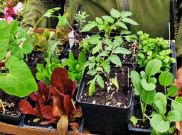 Tren Berkebun Kian Populer Ditengah Pandemi COVID-19 