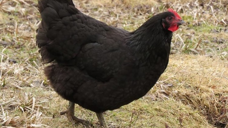 Jersey Giants si Ayam Raksasa