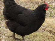 Jersey Giants si Ayam Raksasa