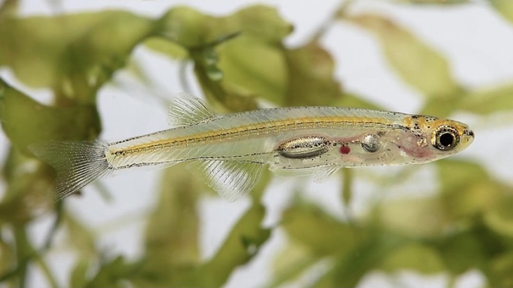 Studi Ilmiah Bertahun-tahun Temukan Spesies Ikan Baru