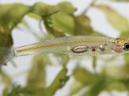 Studi Ilmiah Bertahun-tahun Temukan Spesies Ikan Baru