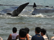 Sekawanan Paus Terdampar di Aceh