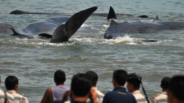 Sekawanan Paus Terdampar di Aceh