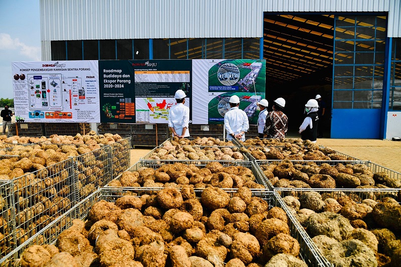 BNI Salurkan KUR Bagi Petani Porang
